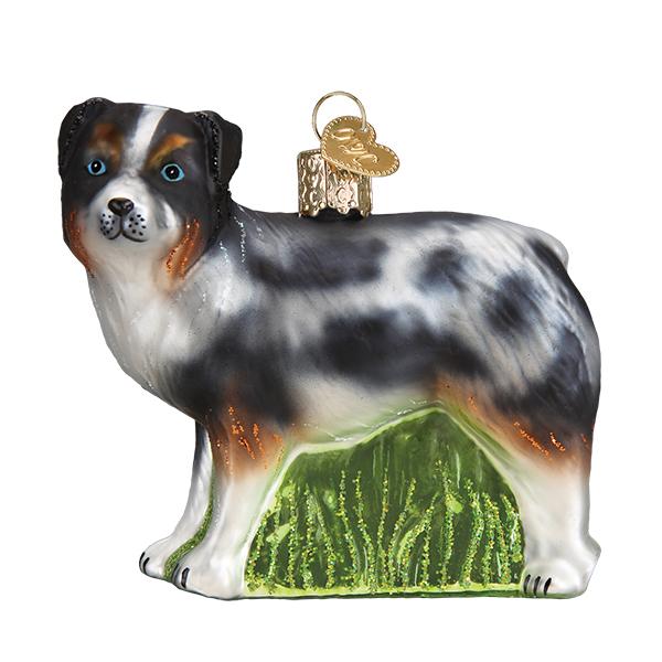 Australian Shepherd
