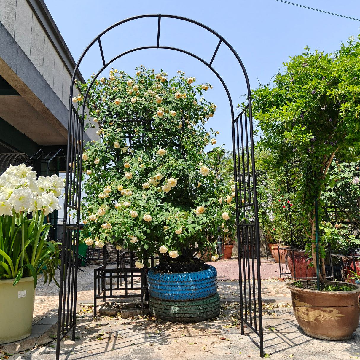 Metal Garden Arch for Climbing Plants