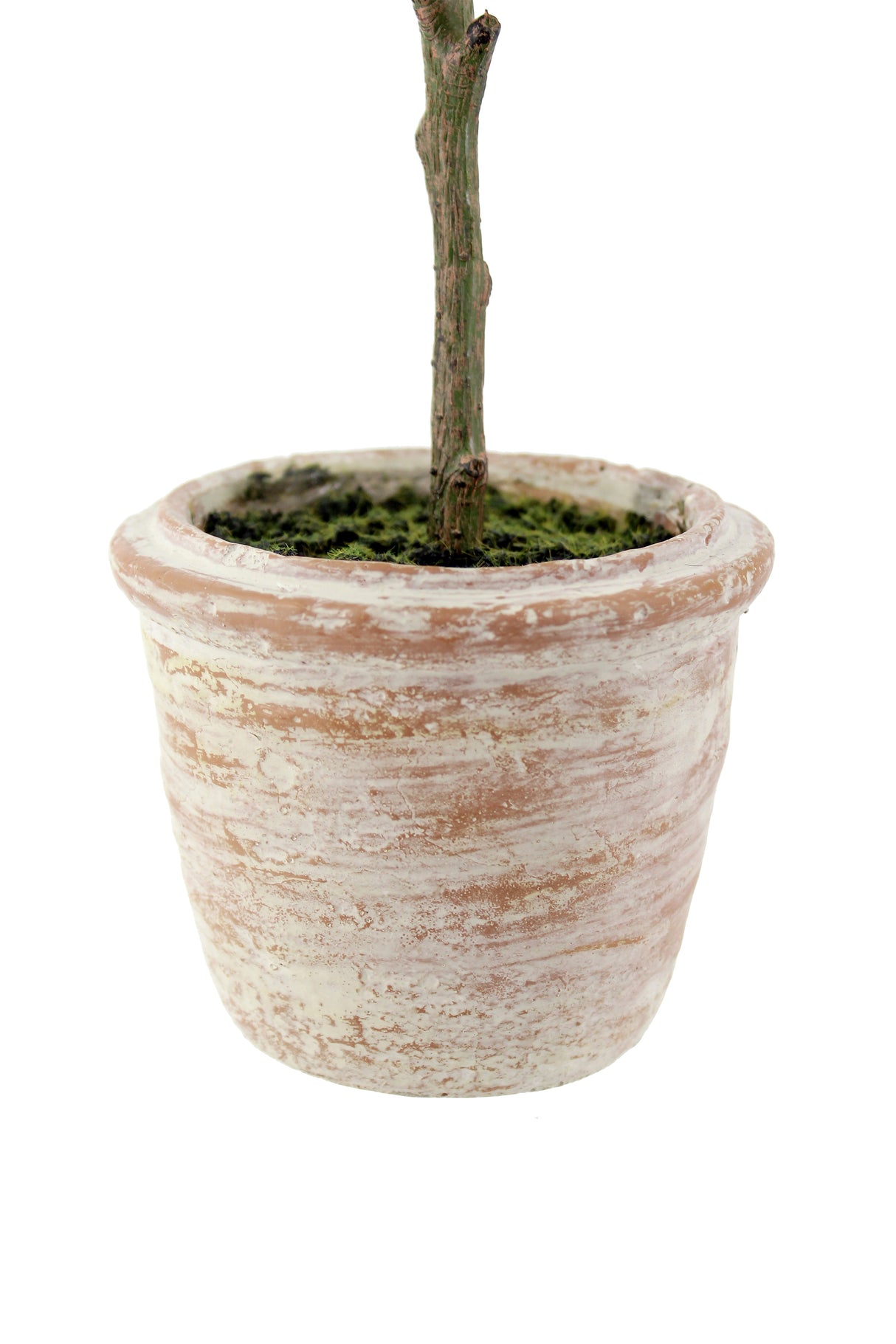 12" Rosemary & 16" Olive Topiary Set