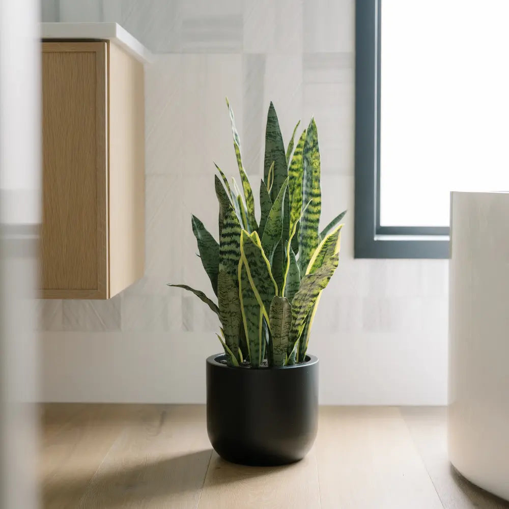 30" Artificial Snake Plants in Black Pots