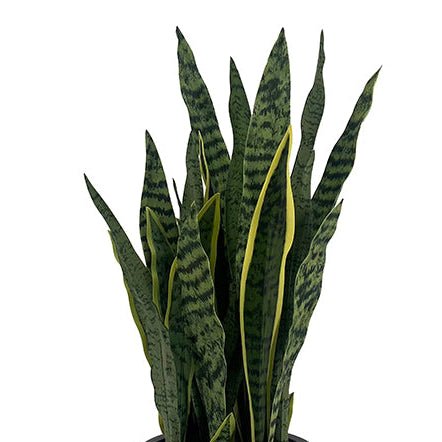 30" Snake Plant