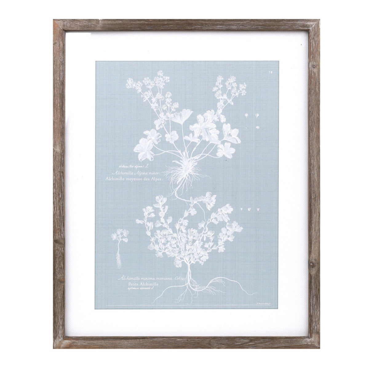Wood framed encyclopedia floral outline under glass (set of 4)
