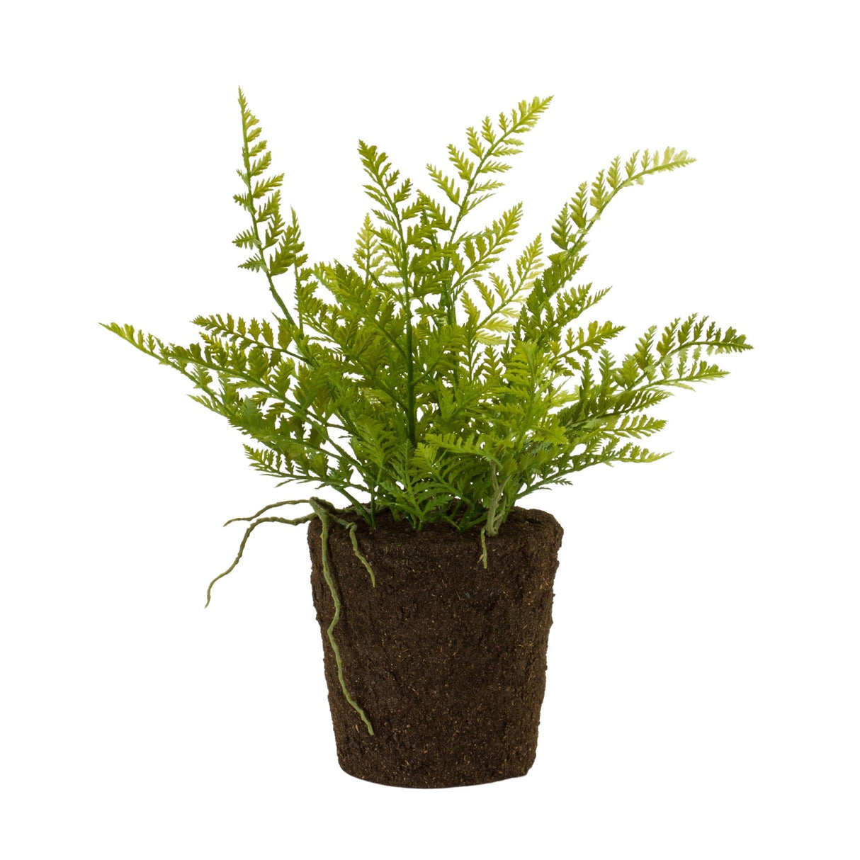 Varigated fern bush with rooted base (set of 2)