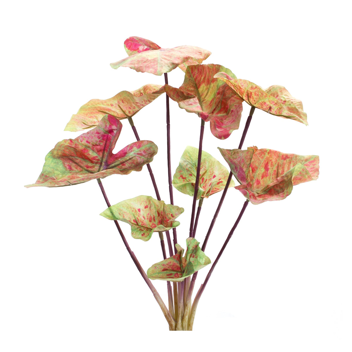 Varigated-caladium-bush-(set-of-6)-Floral-&-Greenery