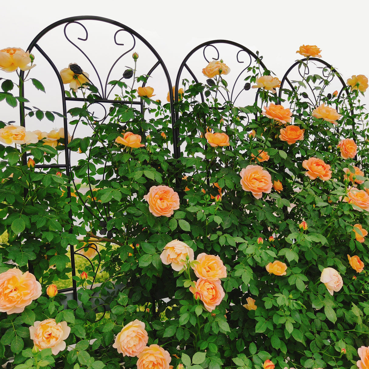 2 Pack Metal Garden Trellis