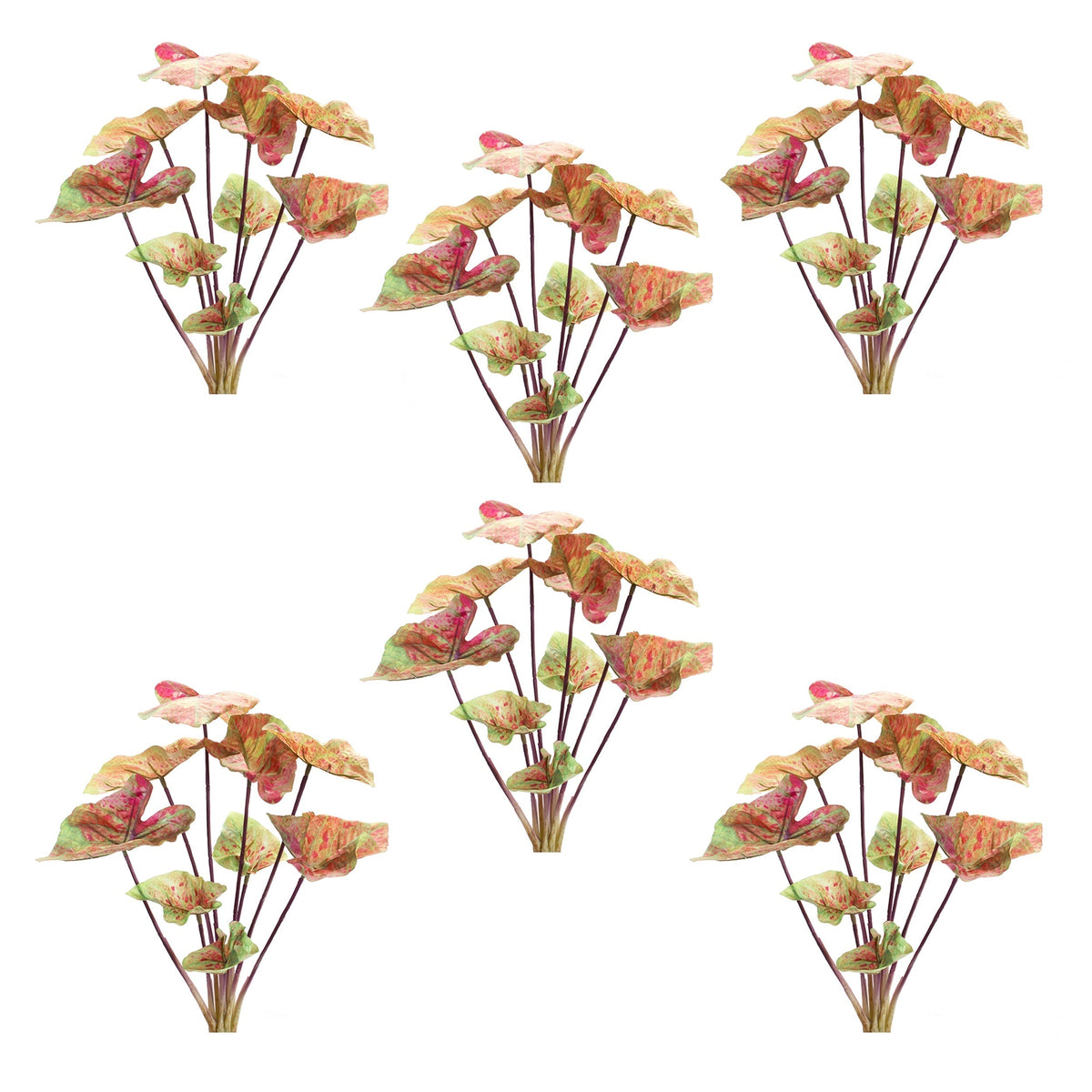 Melrose International Varigated caladium bush (set of 6) - view 2