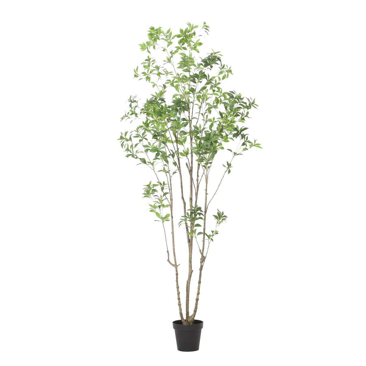 240cm Artificial Pieris Tree