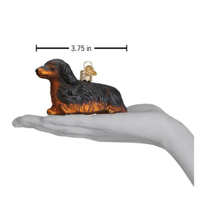 Long-haired Dachshund