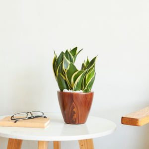 2-Pack 10 in. Dark Wood Plastic Self-Watering Planter Pot