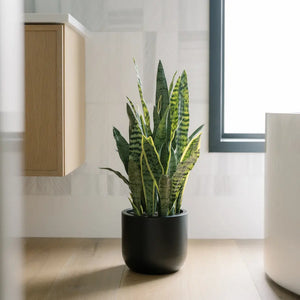 30" Artificial Snake Plants in Black Pots
