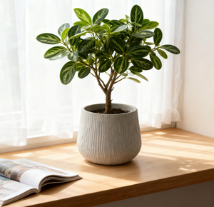 Large Round Planters for Indoor and Outdoor Use