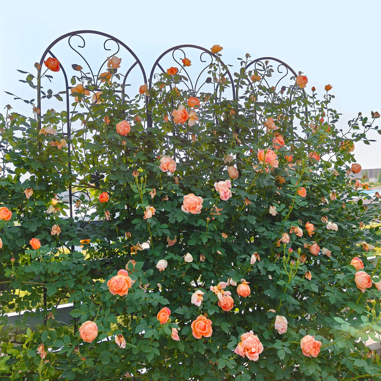 2 Pack Metal Garden Trellis