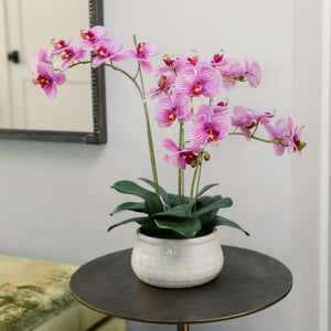 23" Phale Orchid