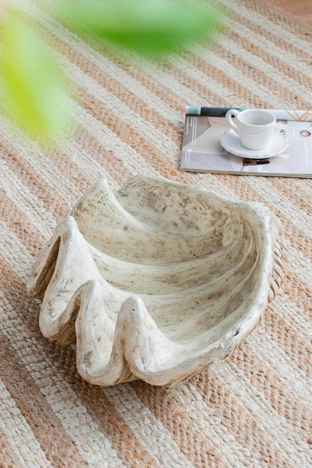 Medium Clam Shell Accent