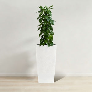 Indoor Outdoor Planter With Automatic Watering System