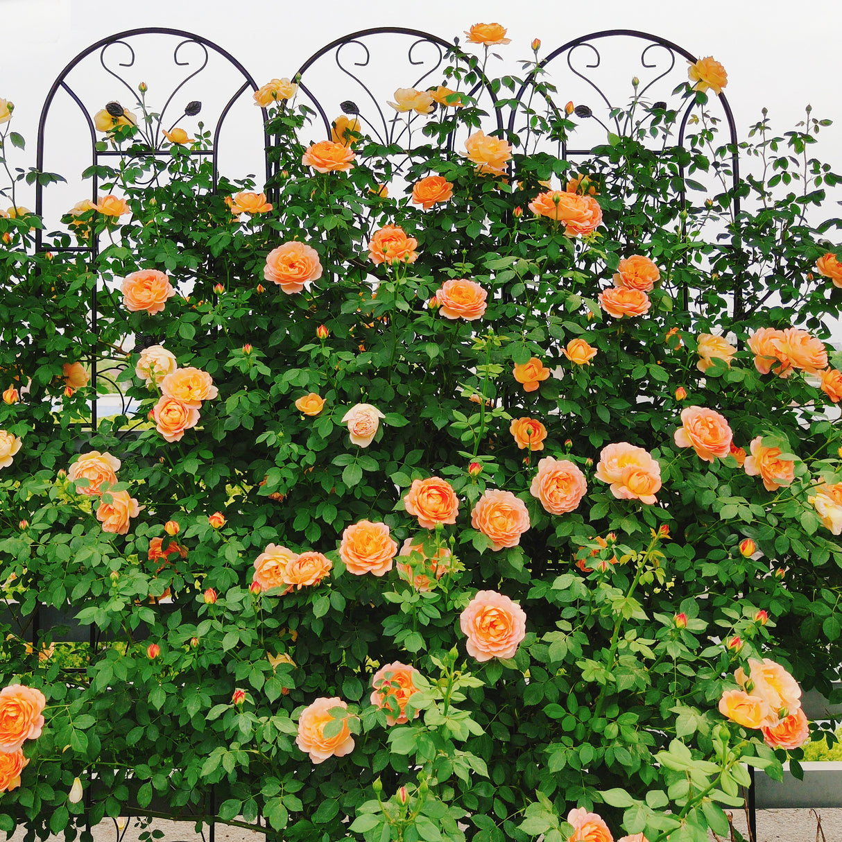 2 Pack Metal Garden Trellis
