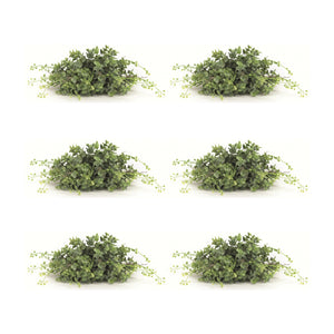 Spring-Boxwood-Foliage-Half-Orb-(Set-of-6)-Artificial-Flowering-Plants