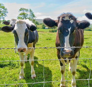 Farm Fence - 3ft x 164ft Heavy Zinc Coated Cattle Fence