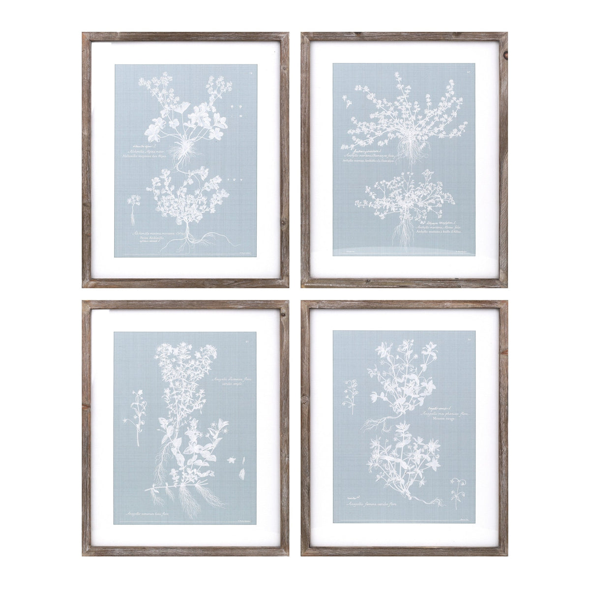 Wood-framed-encyclopedia-floral-outline-under-glass-(set-of-4)-Wall-Art