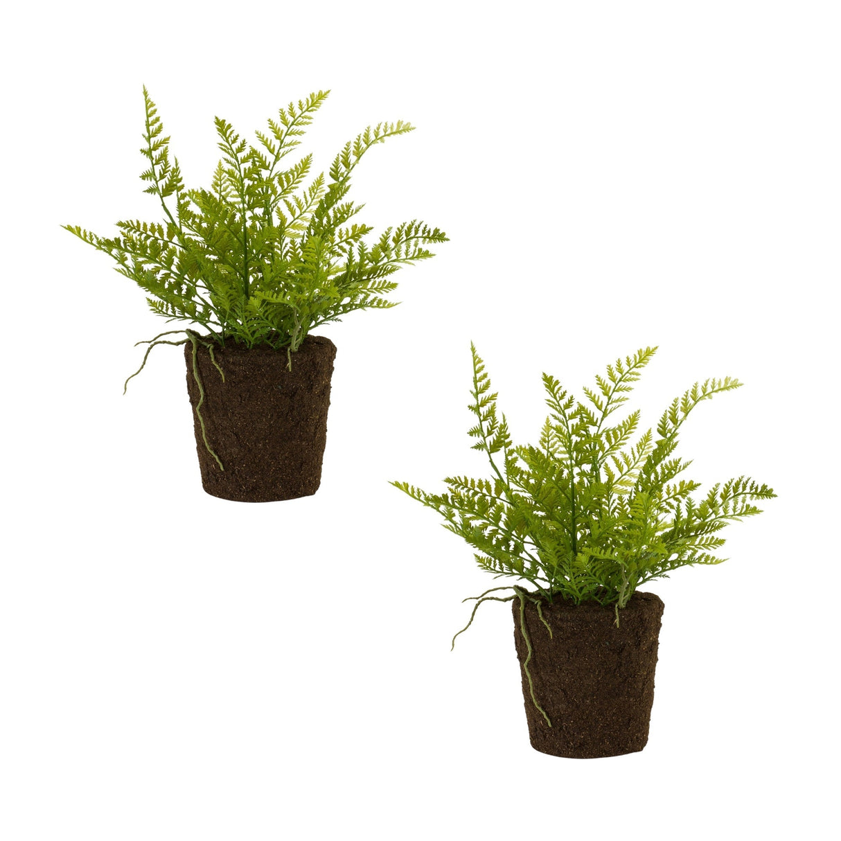 Varigated-fern-bush-with-rooted-base-(set-of-2)-Pots-&-Planters