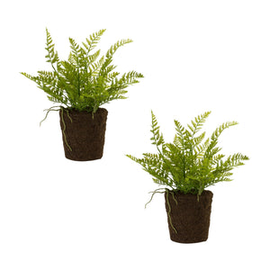 Varigated-fern-bush-with-rooted-base-(set-of-2)-Pots-&-Planters