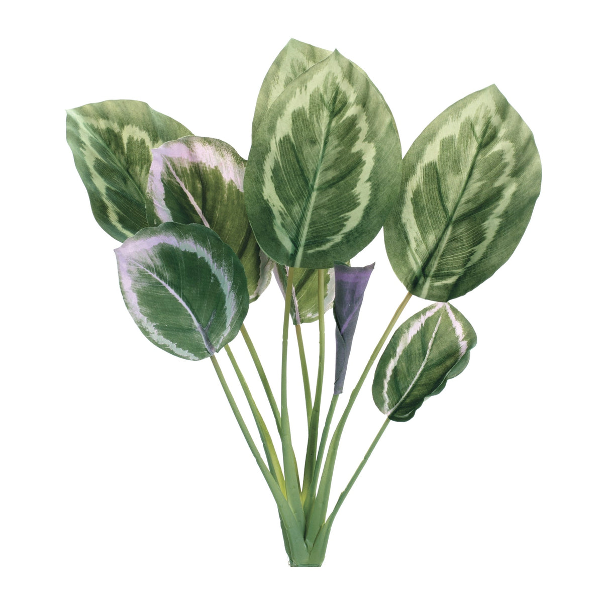 Prayer-plant-foliage-bush-(set-of-6)-Floral-&-Greenery