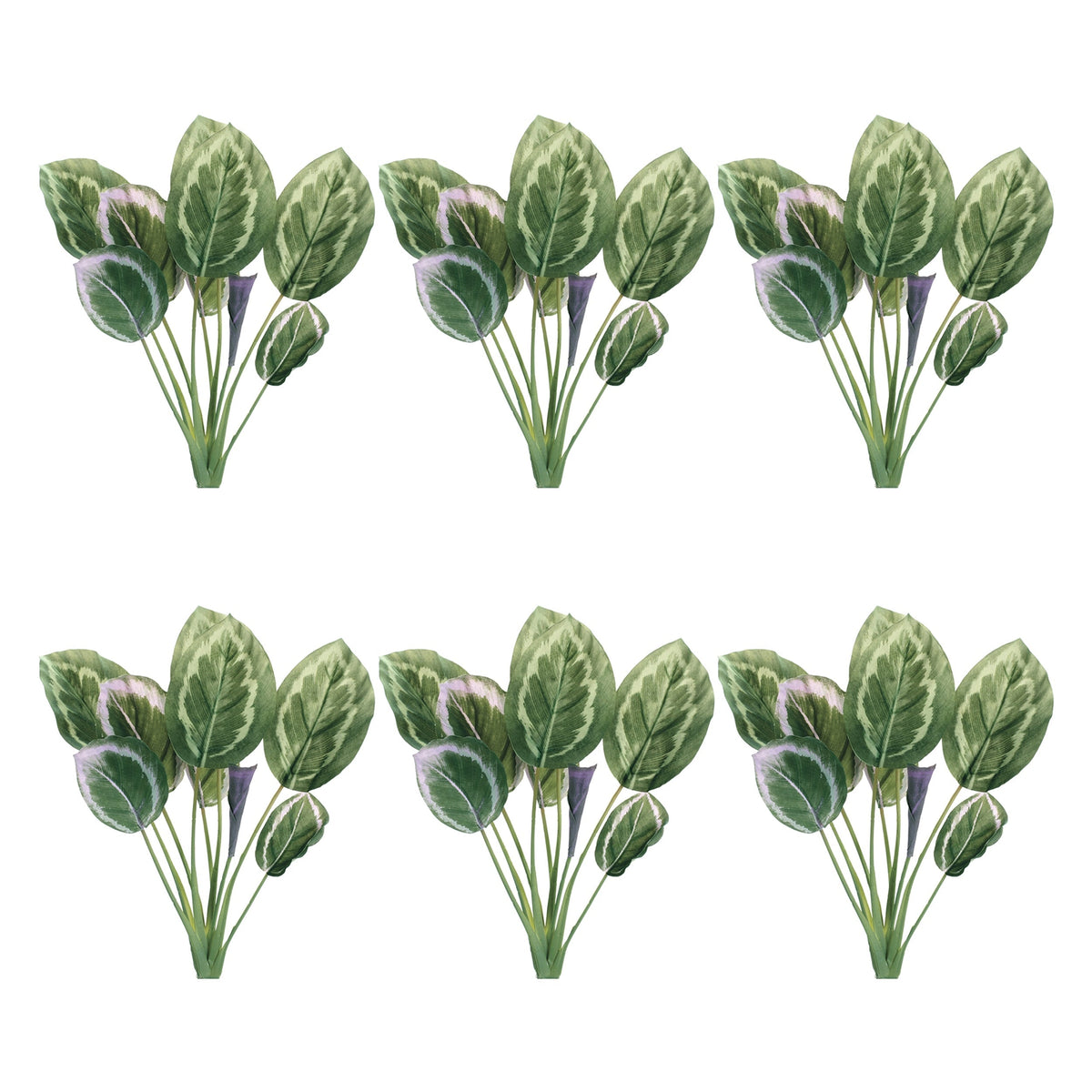 Prayer plant foliage bush (set of 6)