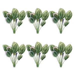 Prayer plant foliage bush (set of 6)
