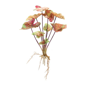 Varigated caladium bush (set of 6)