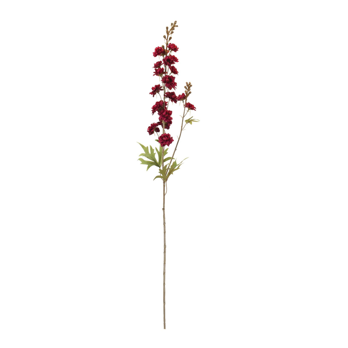 Delphinium (Set of 12)