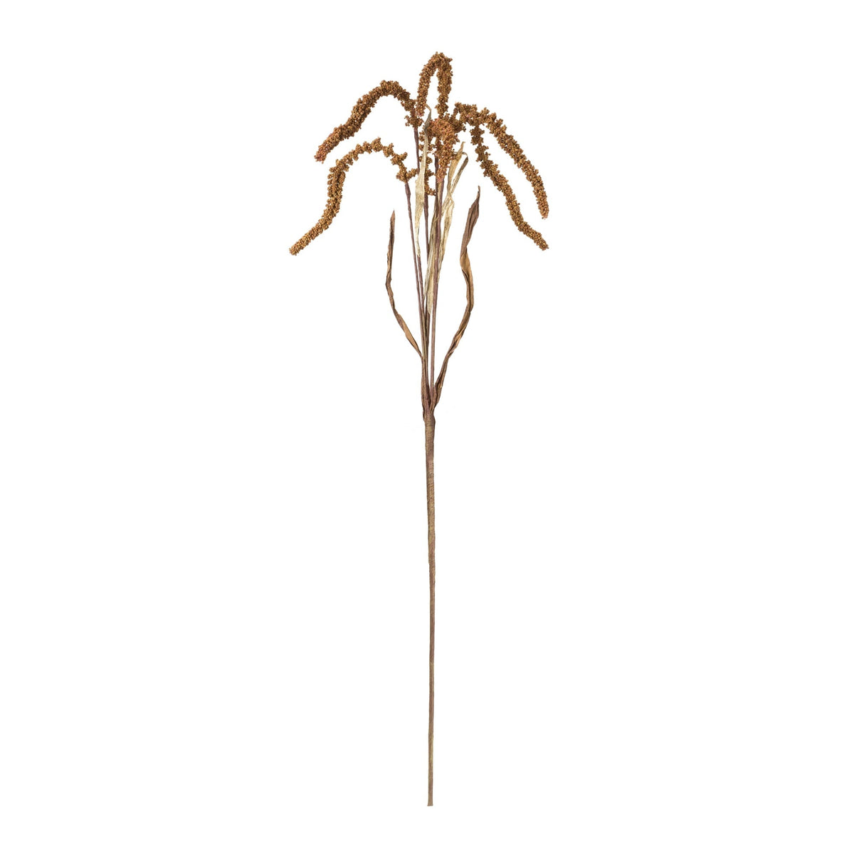 Amaranthus stem (set of 12)