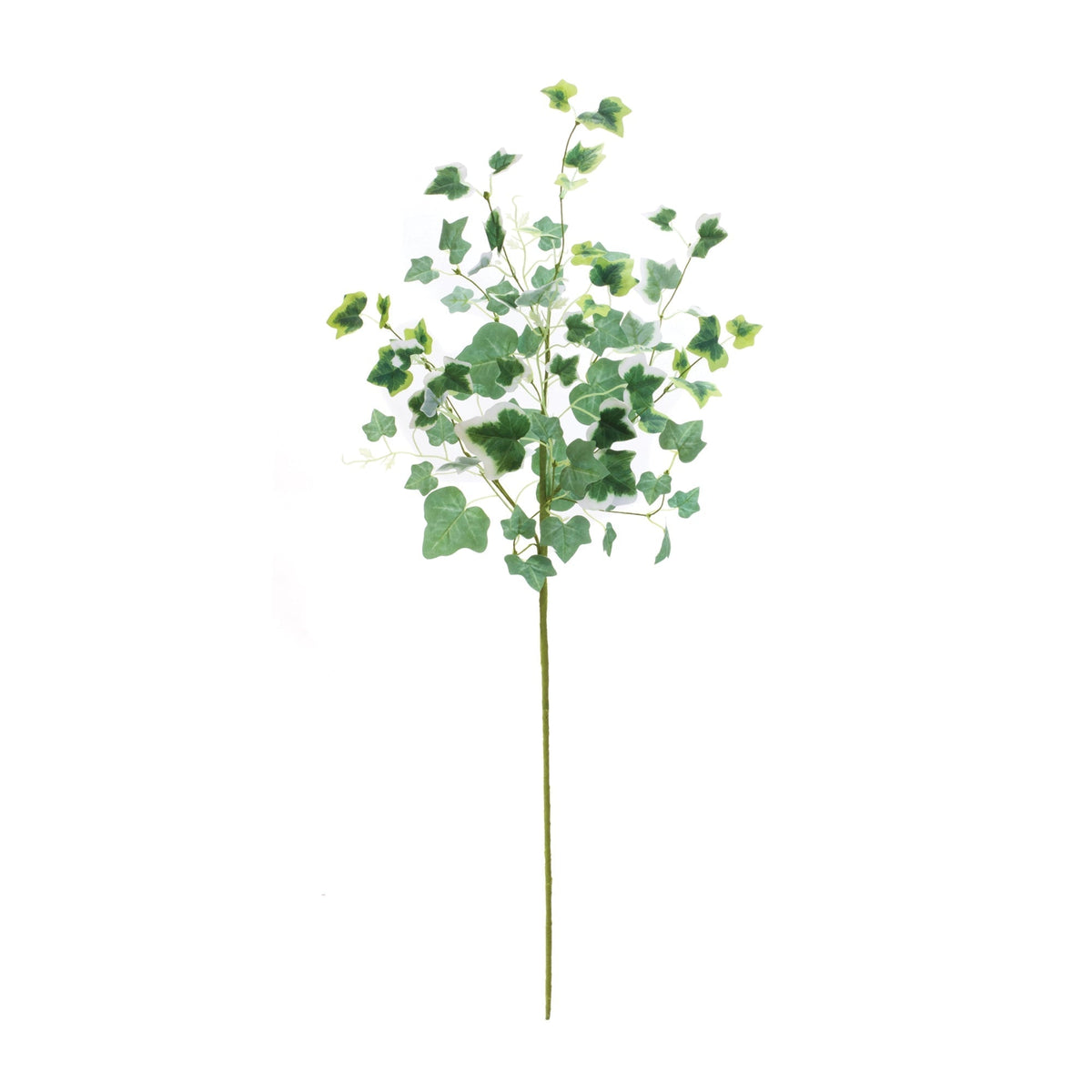Mixed ivy foliage bush (set of 2)