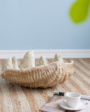 Medium Clam Shell Accent