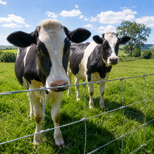 Farm Livestock Fence - 5.9 x 328FT Galvanized Iron Wire