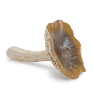 Stone Mushroom Shelf Sitter (Set of 12)