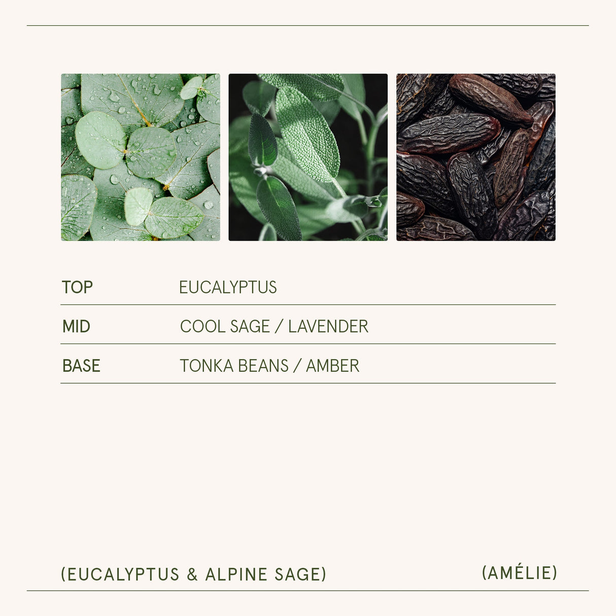 Amélie –  Eucalyptus & Alpine Sage Candle