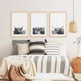 Black White Highland Cow Photo. 3 Piece Wall Art
