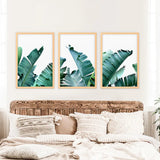 Green Banana Leaves 3 Piece Set. Tropical Wall Art
