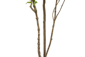7' Artificial Laurel Tree