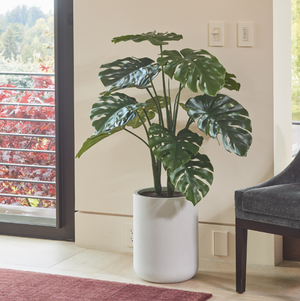 4' Monstera Plant in Modern Gray Planter