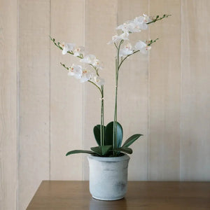 Artificial 2-Stem Phalaenopsis White Orchid