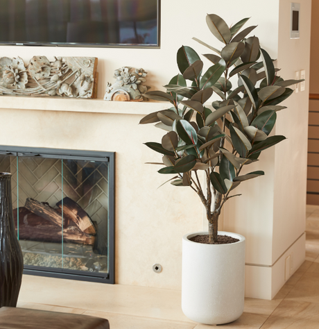 5' Rubber Ficus Tree in Modern Planter