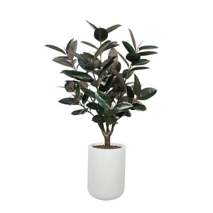 5' Rubber Ficus Tree in Modern Planter