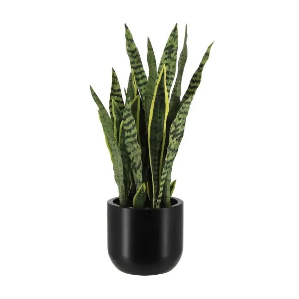 30" Snake Plant