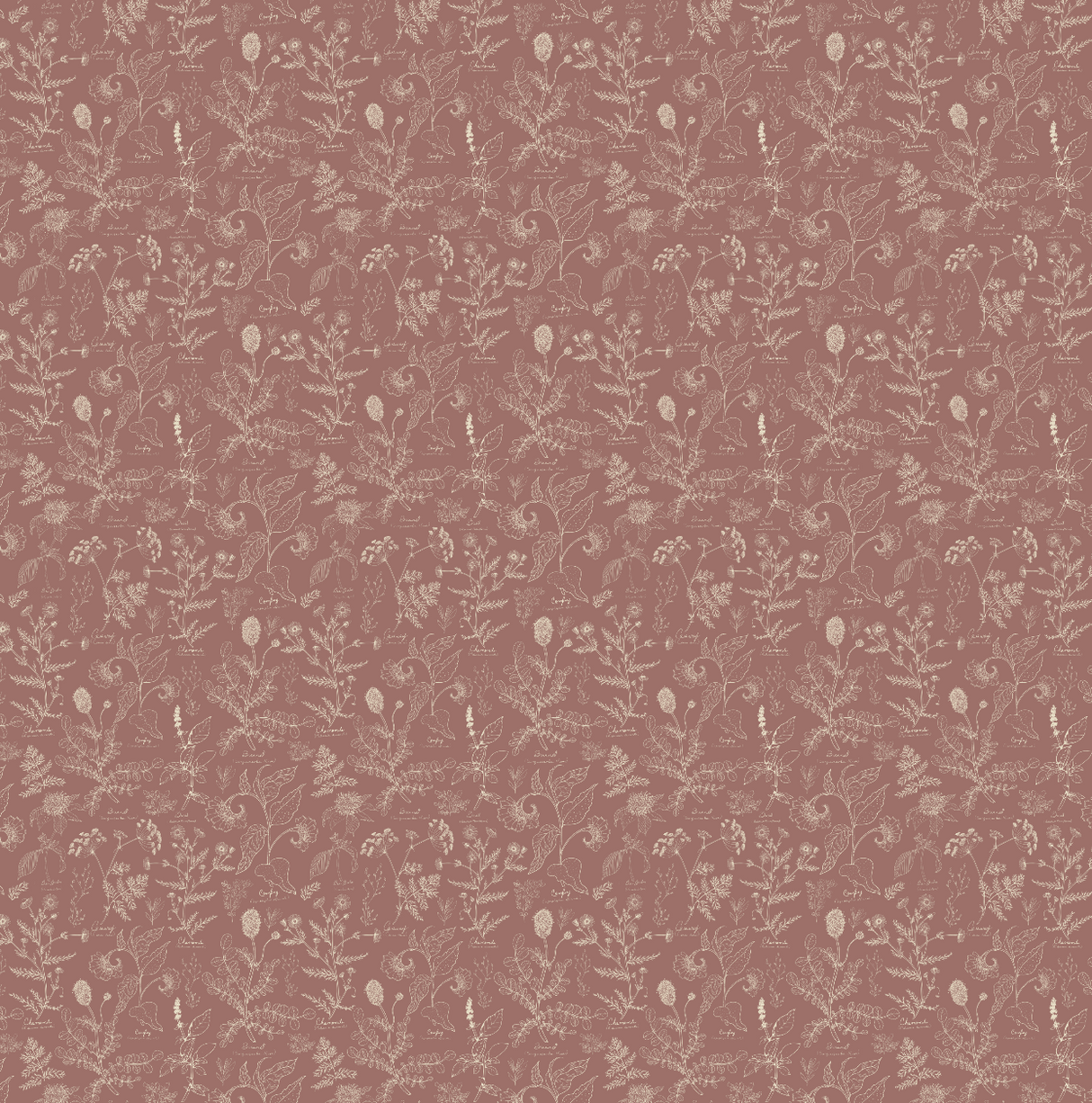 Caraway Wallpaper by Danelys Sidron