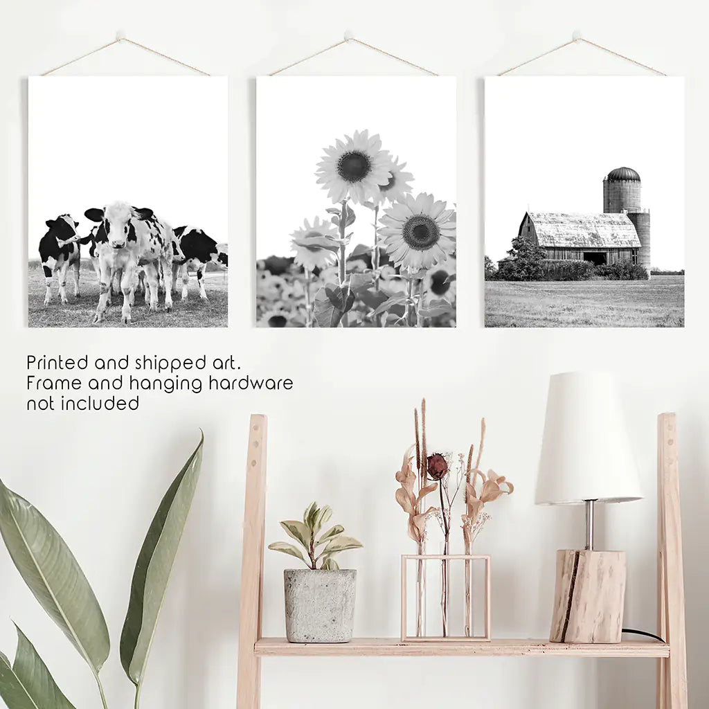 Rustic Black White Wall Art Set. Cows, Sunflowers, Old Barn