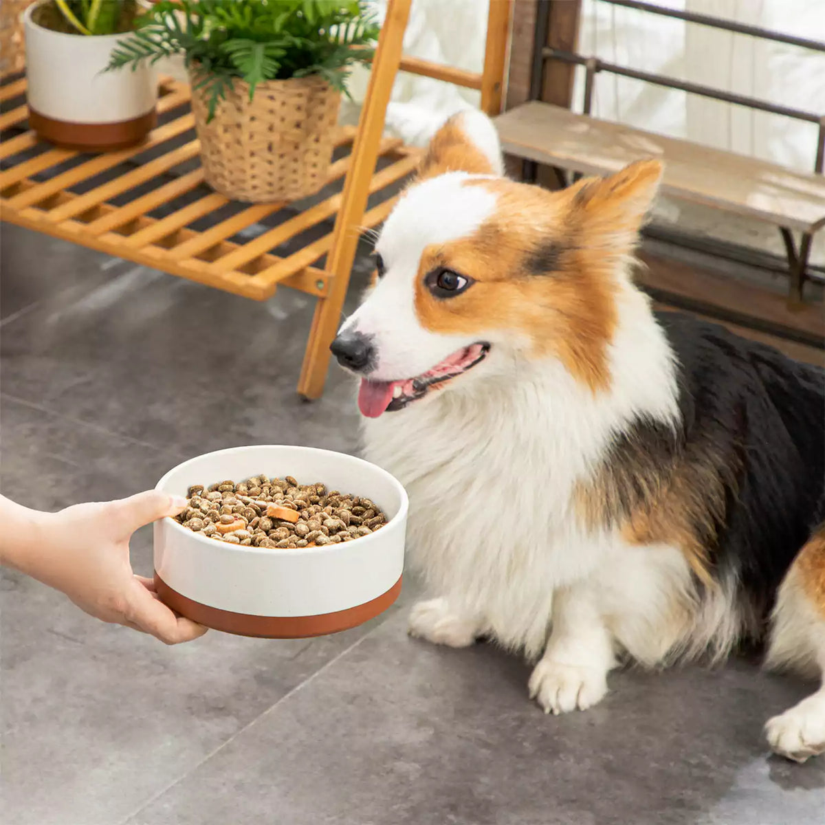 Tara Dog Bowls