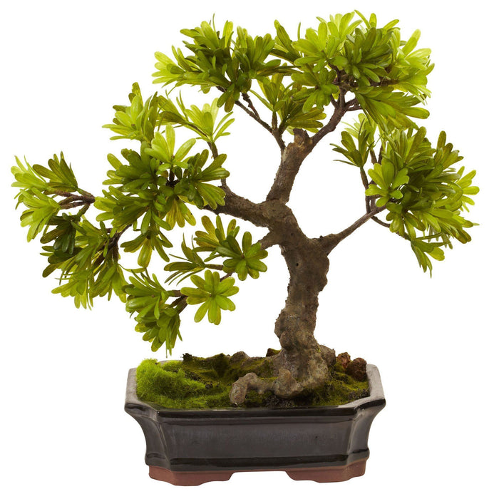 Nearly Natural Podocarpus w/Mossed Bonsai Planter