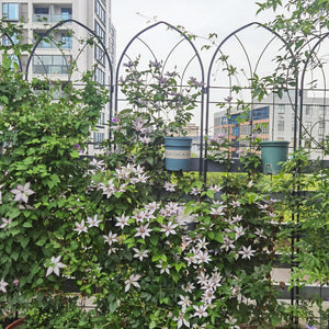 2 Pack Metal Garden Trellis 78.7" x 19.7"