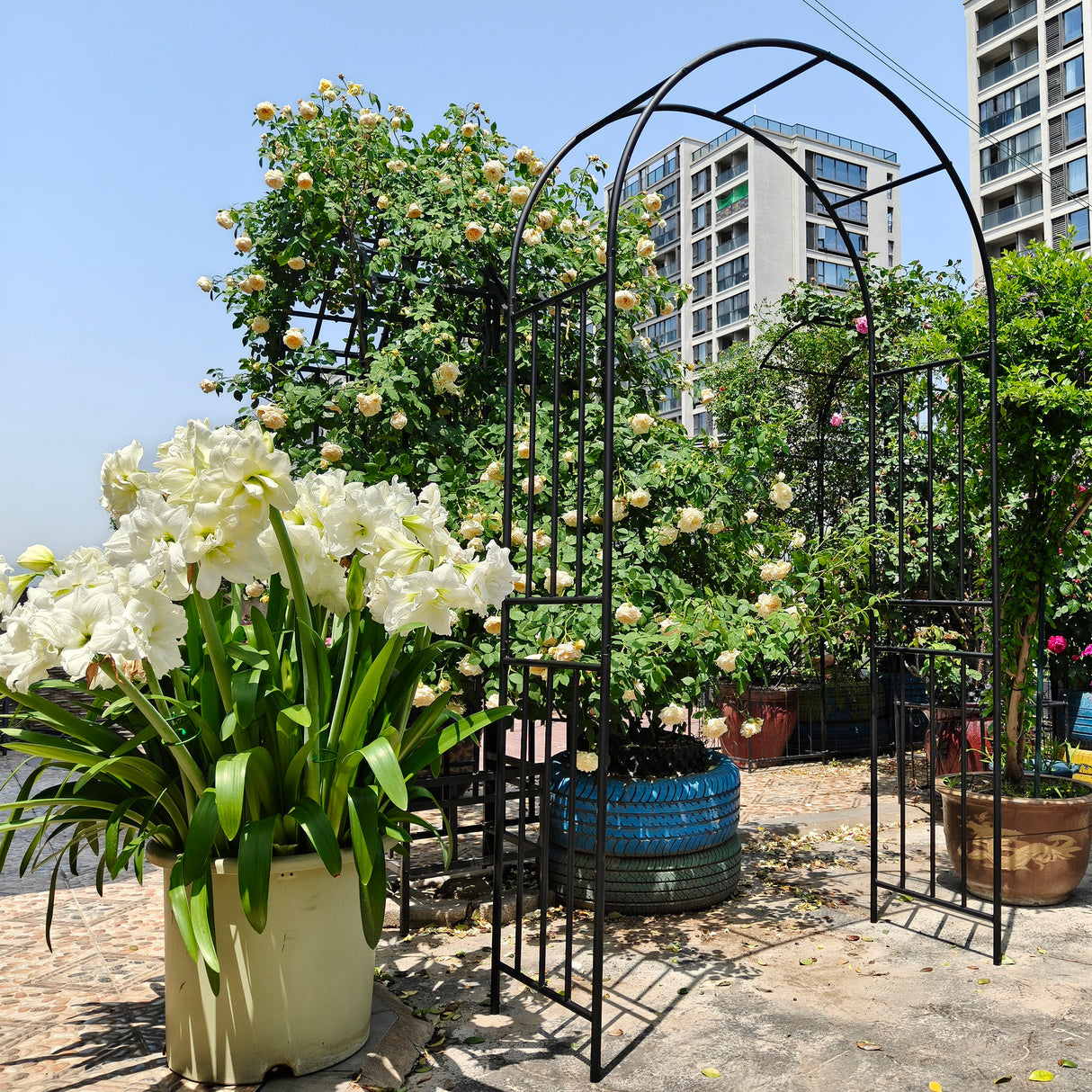 Metal Garden Arch for Climbing Plants
